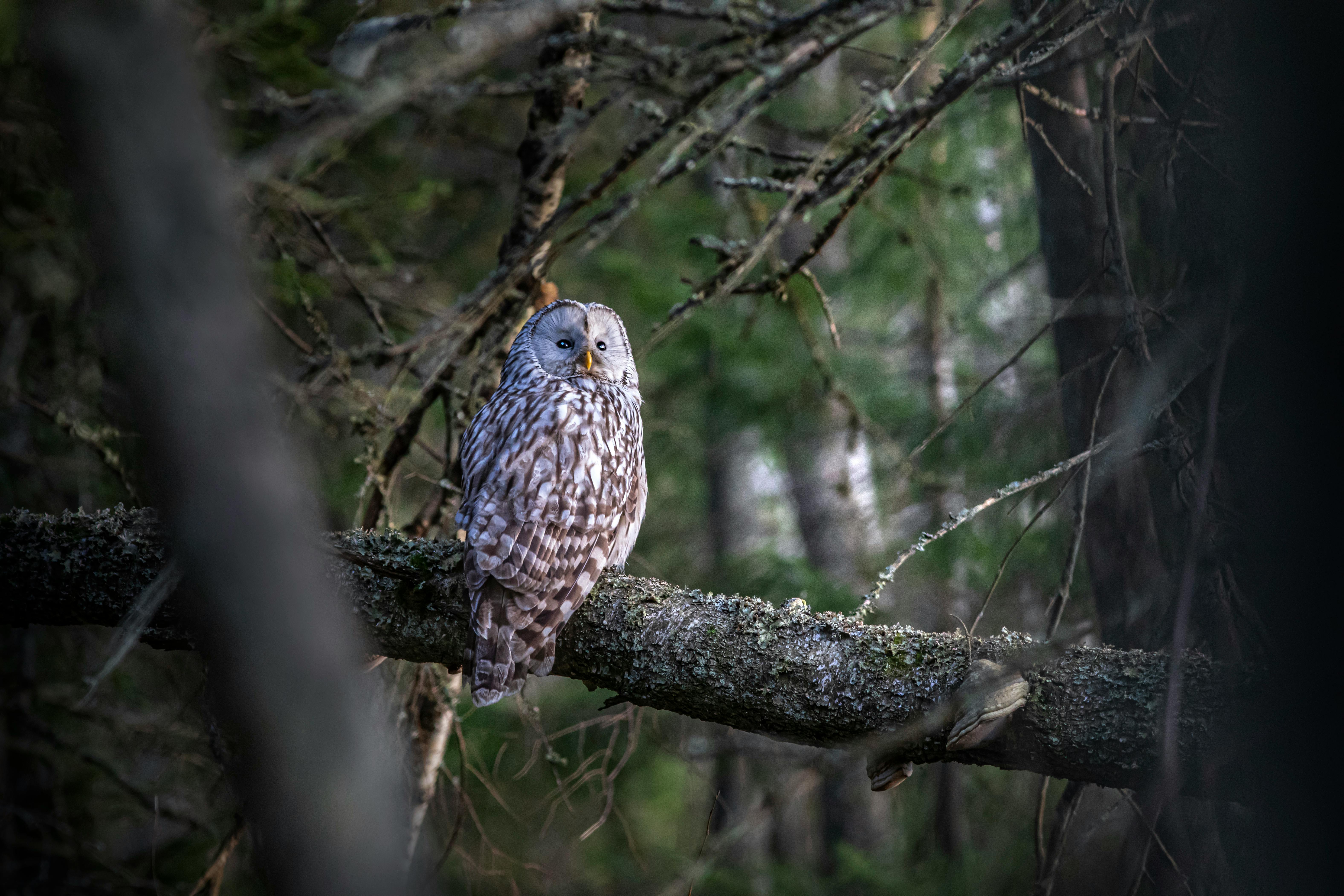 a bird is sitting on a branch in the woods