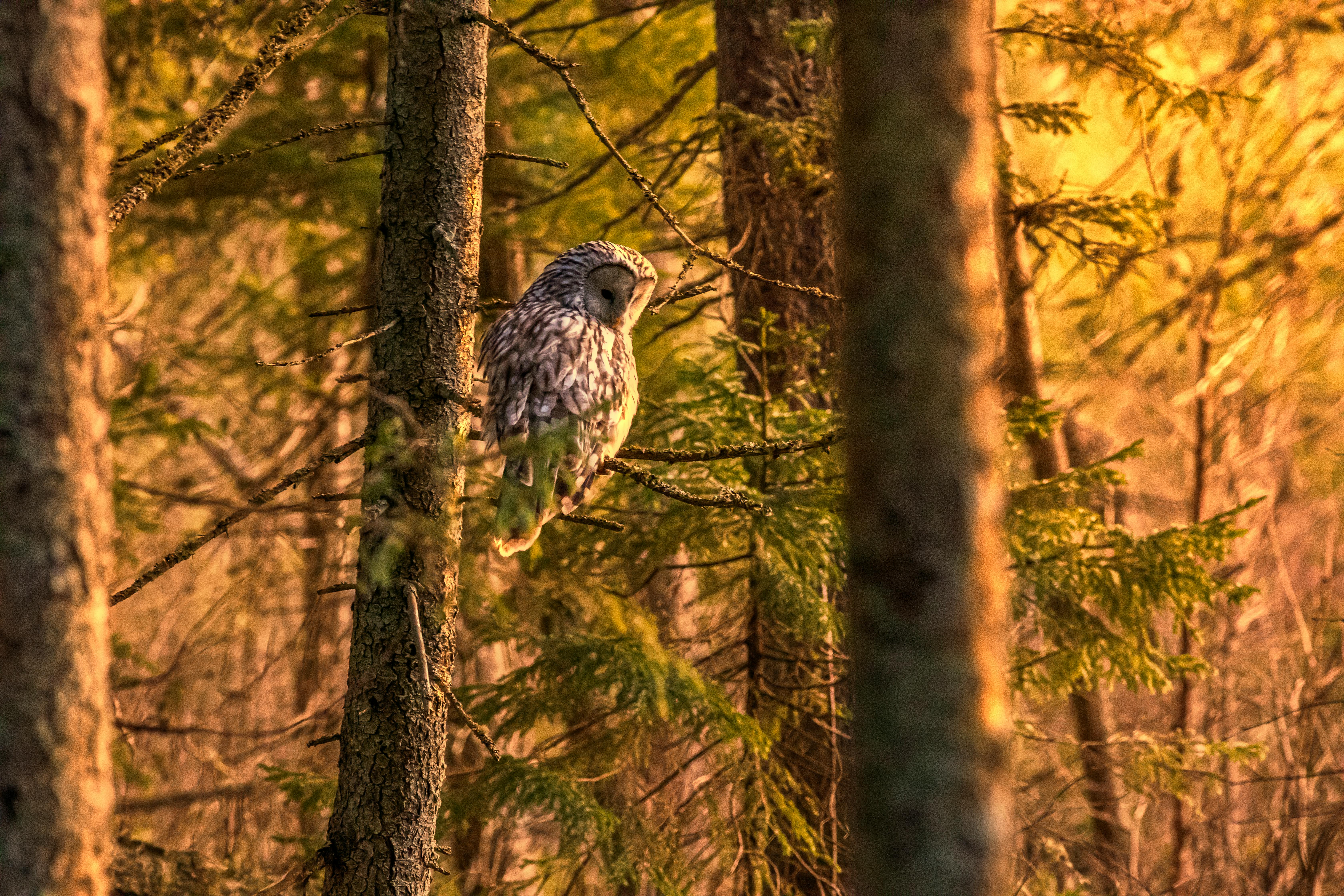 a bird is sitting in the woods at sunset