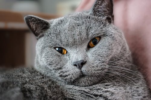 Close-up of Cute Grey Cat