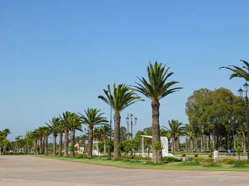 Free Scenic view of palm trees lining a sunny urban pathway in a park, ideal for travel and tourism. Stock Photo