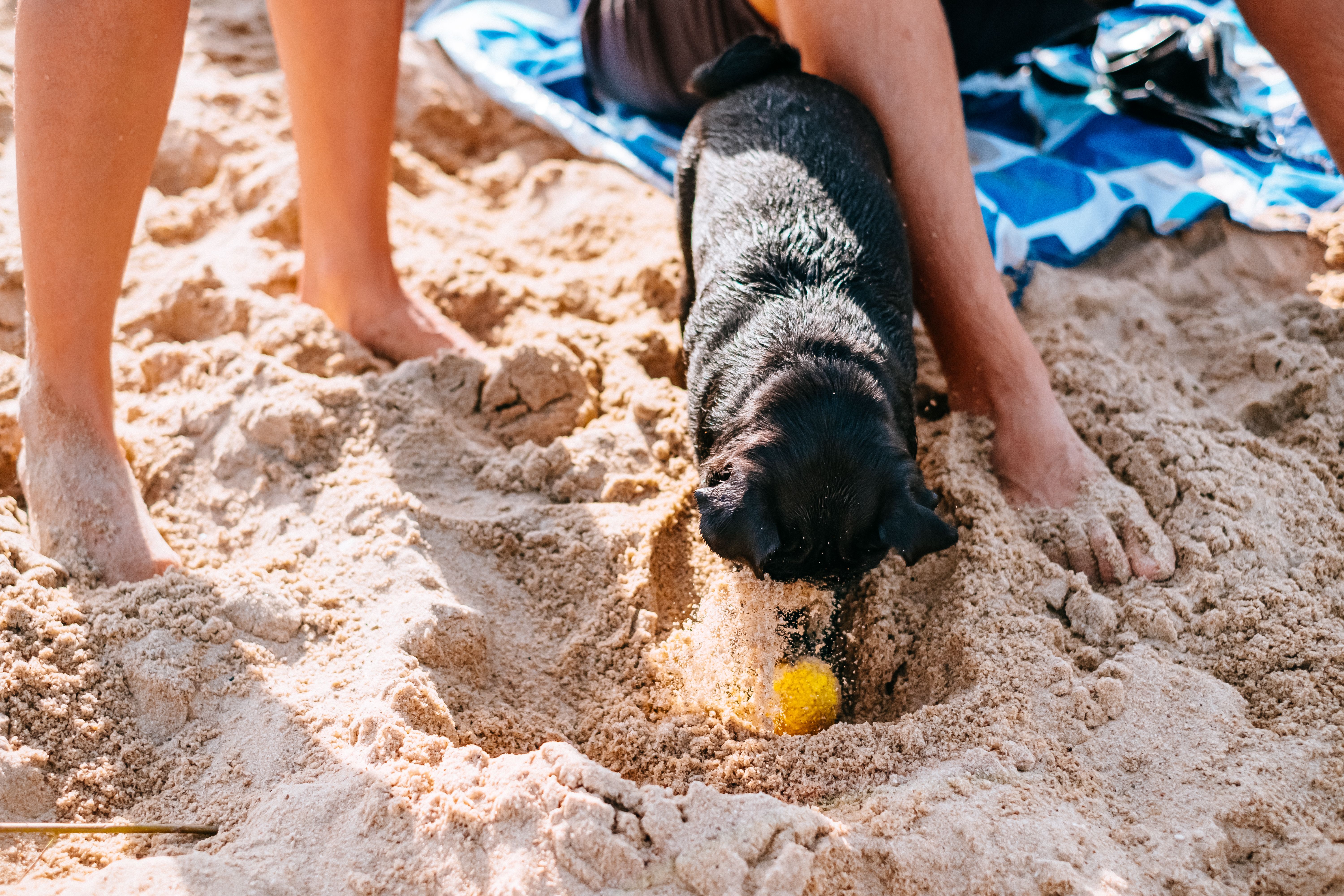 A joyful black dog digs in the sand at the beach, capturing vacation fun. — Trójmiasto