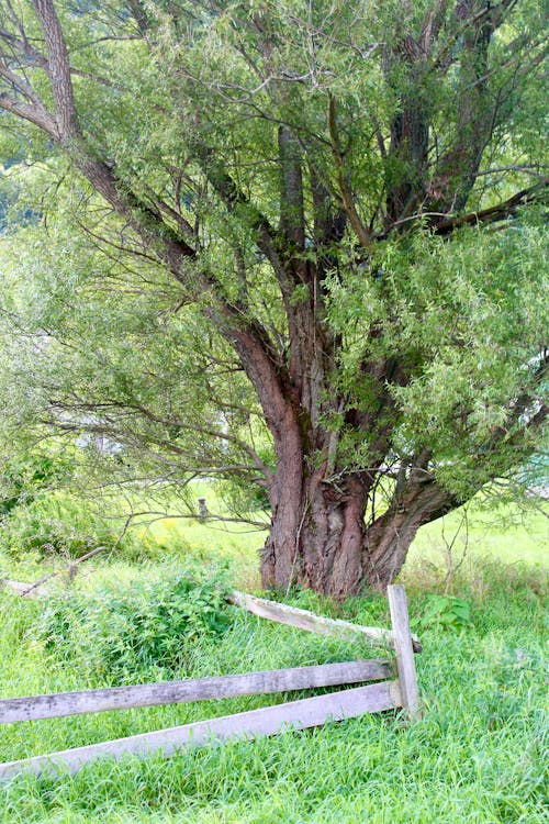 Foto d'estoc gratuïta de arbre, aventura, boscos