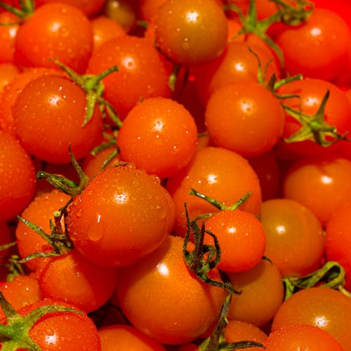 bitki, çeri domatesler, domates içeren Ücretsiz stok fotoğraf