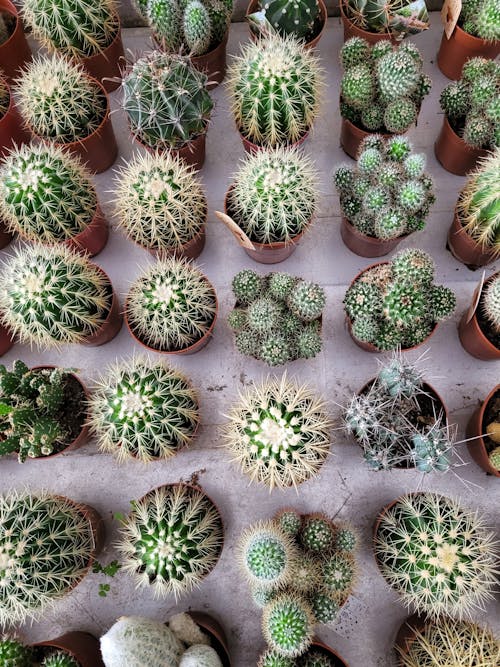 Gratis stockfoto met bloempotten, cactus, fabrieken