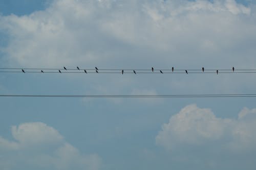 Free stock photo of bird, birds, blue