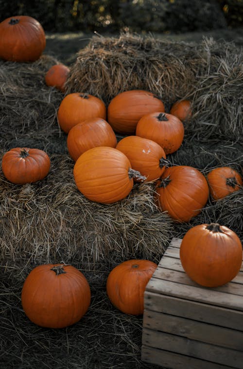 Pumpkins on Hay