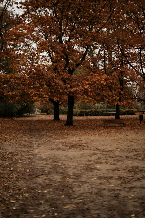 Empty Park with Benches in Autumn