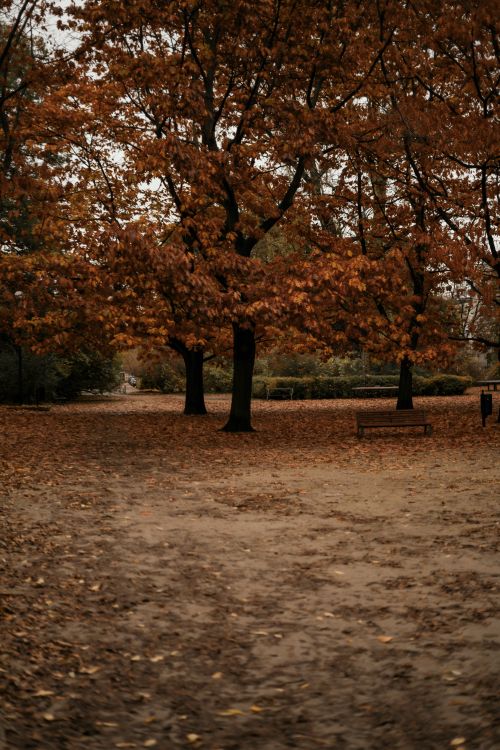 Free Peaceful autumn scene in a park with fallen leaves and empty benches under orange-hued trees. Stock Photo