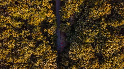 Free Aerial shot capturing a red car parked on a secluded forest road surrounded by dense trees. Stock Photo