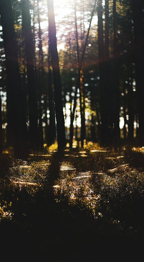 Ücretsiz ağaçlar, dikey atış, gün ışığı içeren Ücretsiz stok fotoğraf Stok Fotoğraflar
