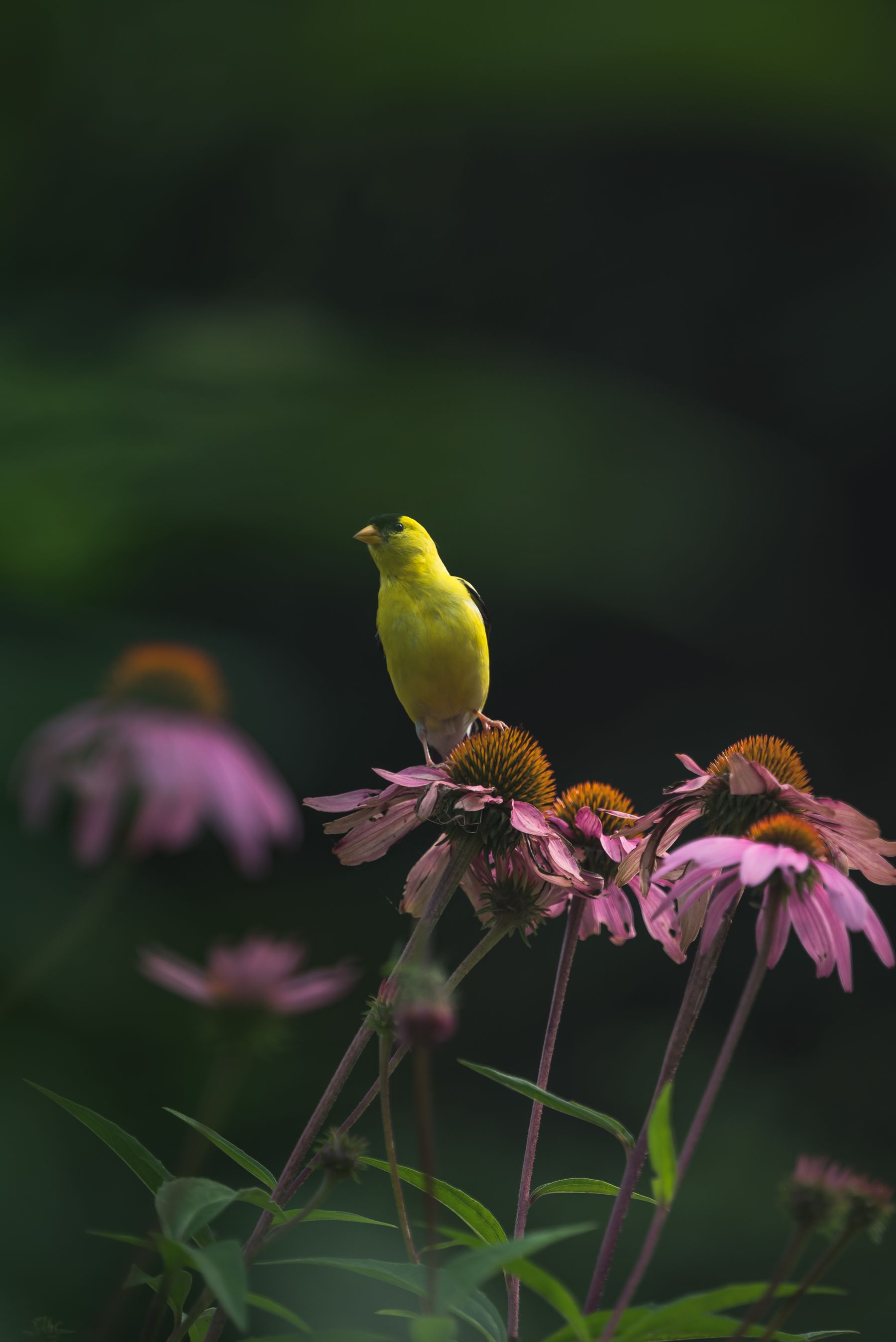 Goldfinch perched on a coneflower Goldfinch perched on a coneflower