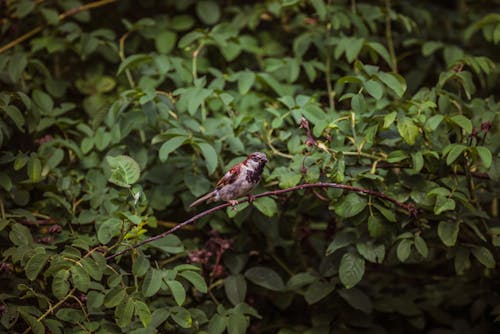Sparrow Perching on a Branch 