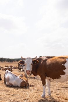Beef — Vaca — kidney-friendly food