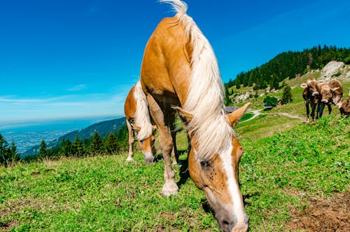 Безкоштовне стокове фото на тему «bronco, lanndscape, travelblogger»