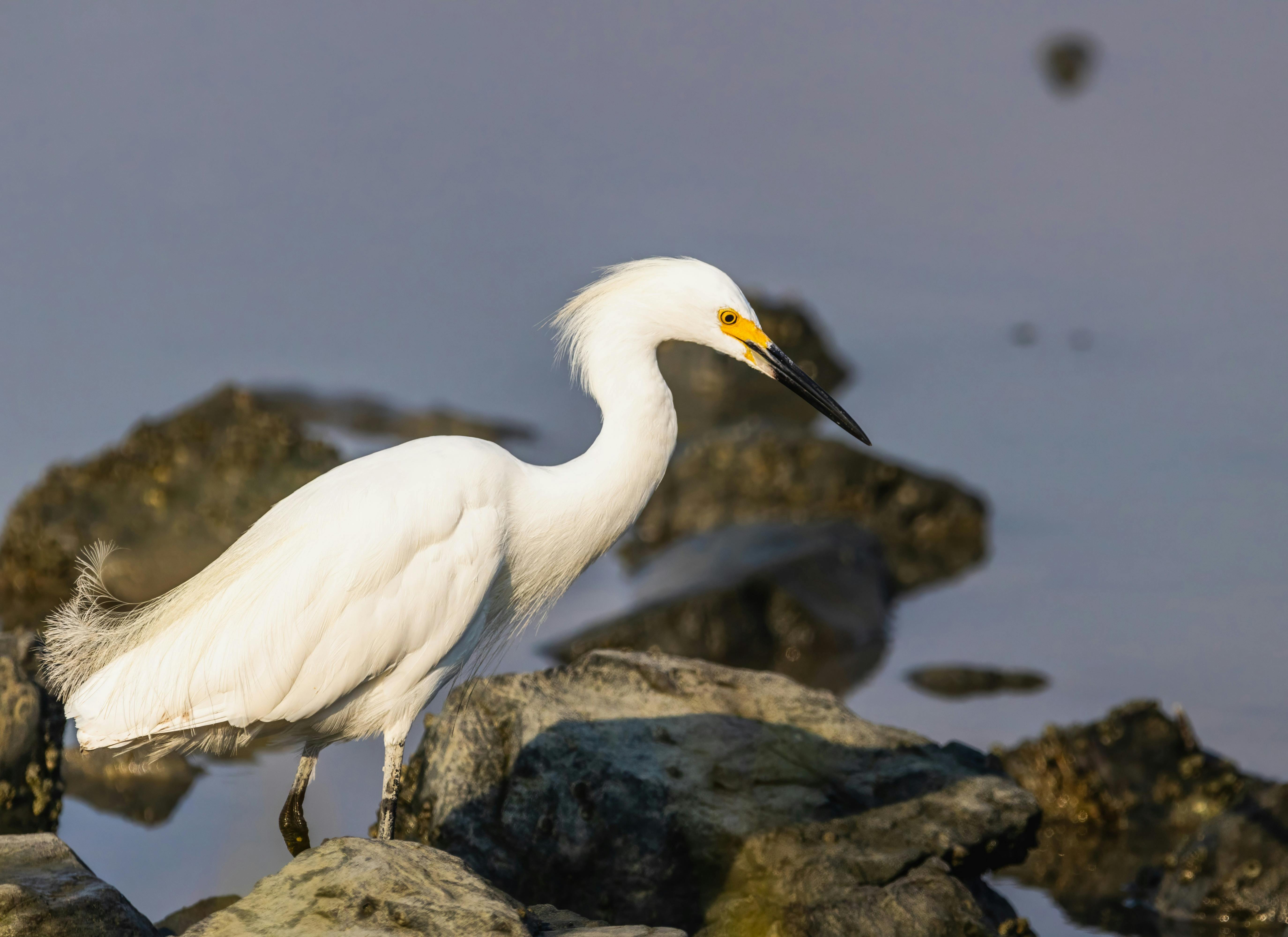 close up photo of a white egret standing on a stone