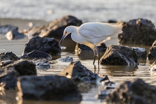 White Egret Standing among Stones in Shallow Water 