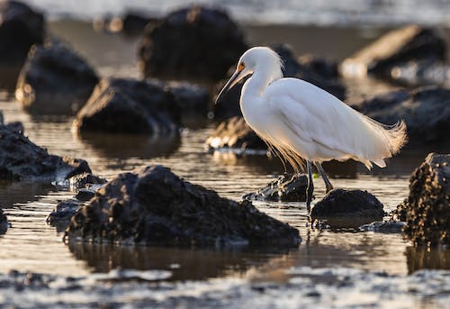 White Egret Wading in Water among Stones