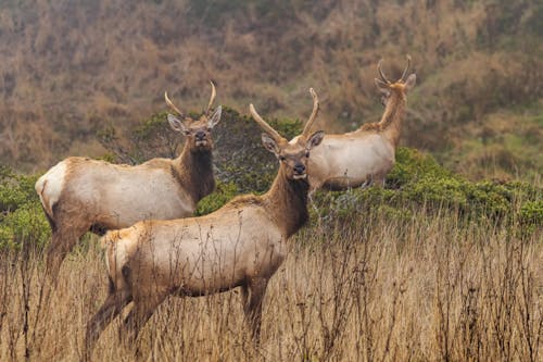 Foto profissional grátis de alces, campina, fotografia animal