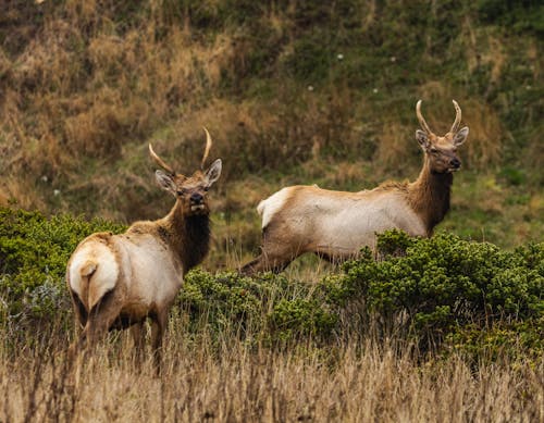 Two Tule Elk Standing in Tall Grass