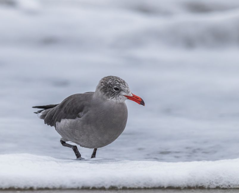 Close-up of a Heermann's gull with red beak standing on the beach in winter.
