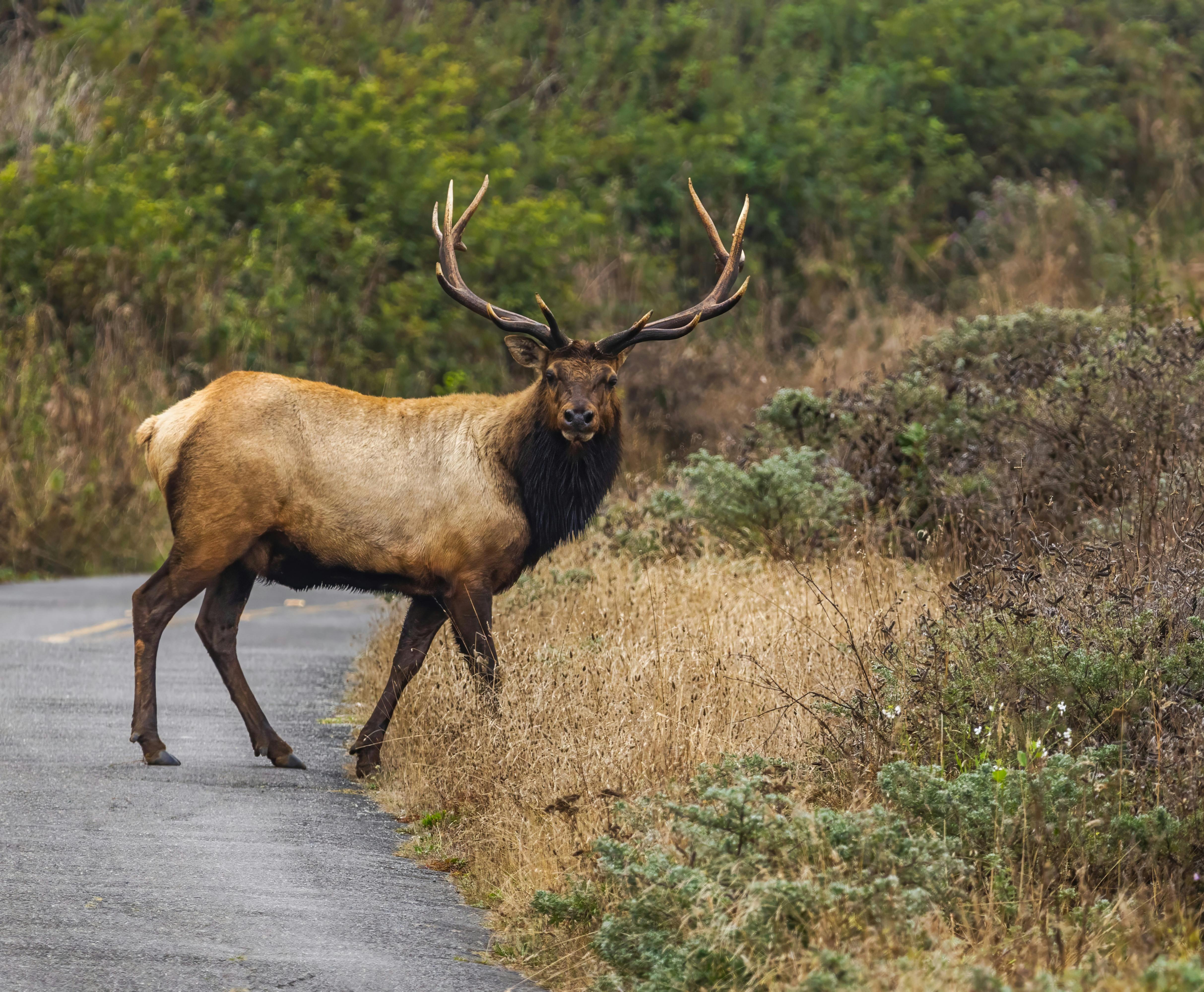 grátis Foto profissional grátis de alce, alce tule, ambiente natural Foto profissional