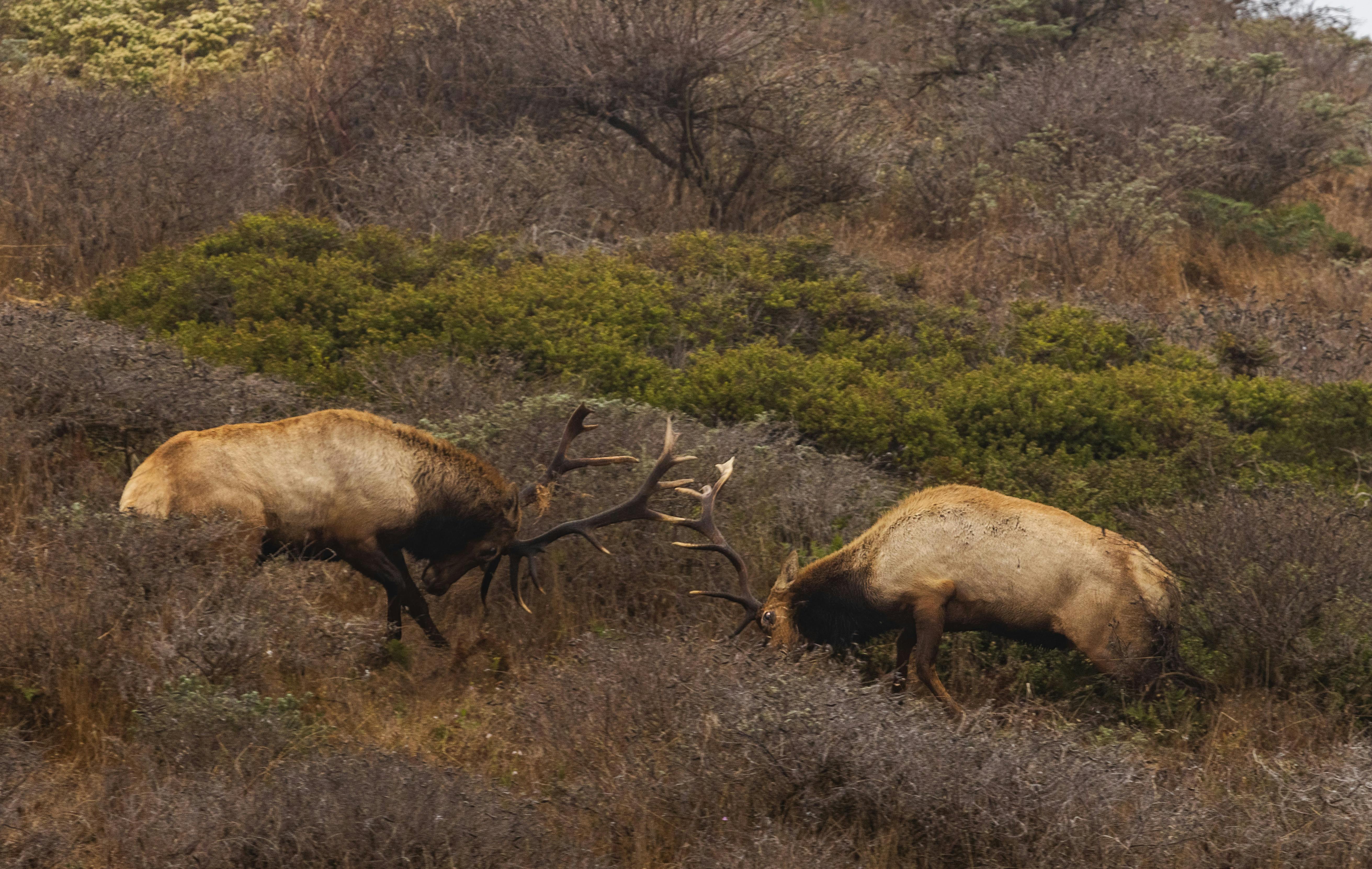 grátis Foto profissional grátis de alce, animais em ação, animais selvagens Foto profissional