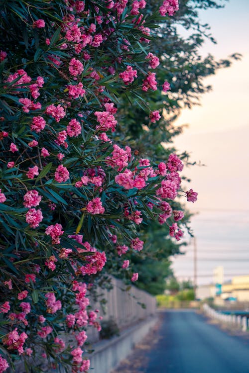Imagine de stoc gratuită din arbust, drum, floare