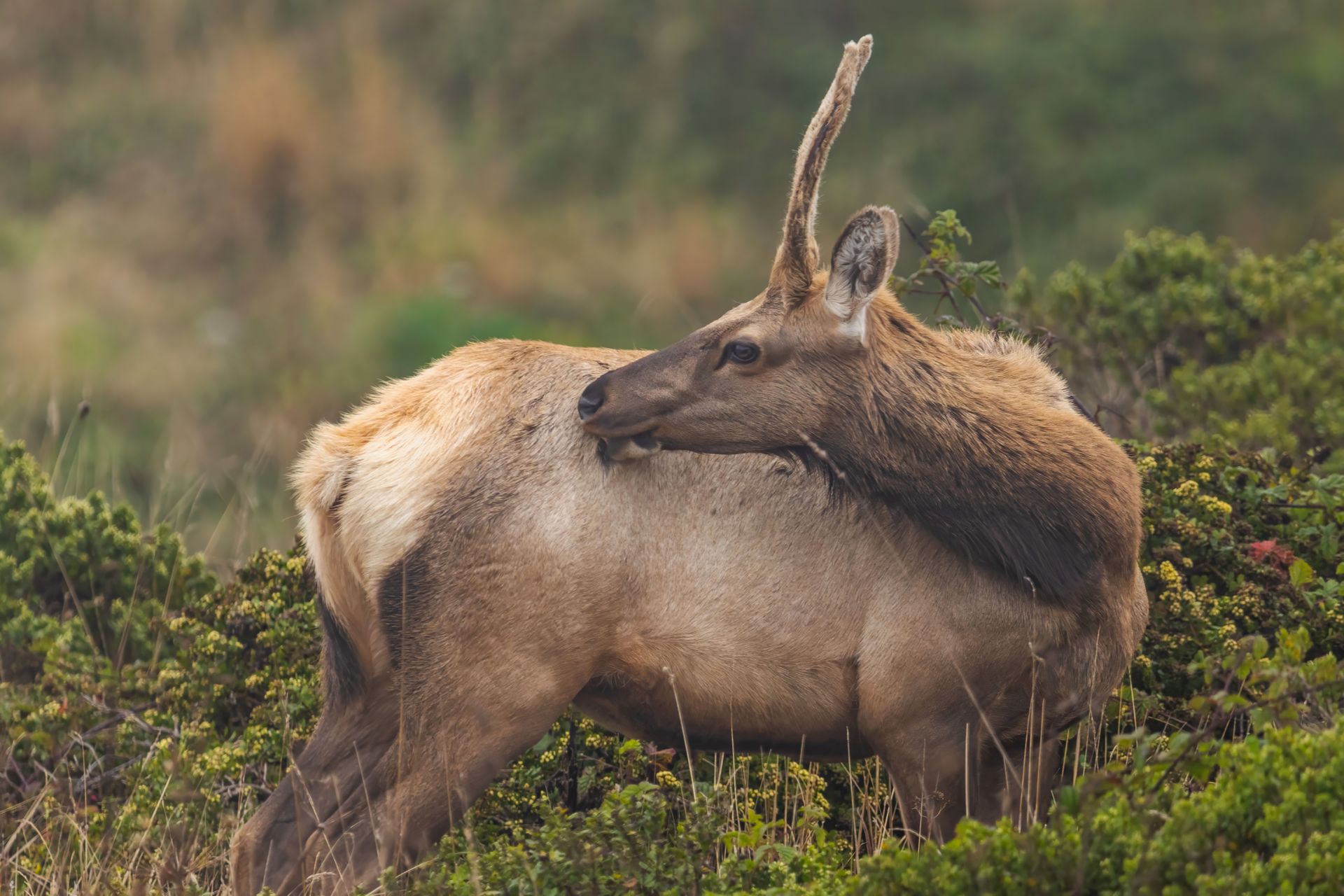 Roosevelt Elk Grooming its Fur