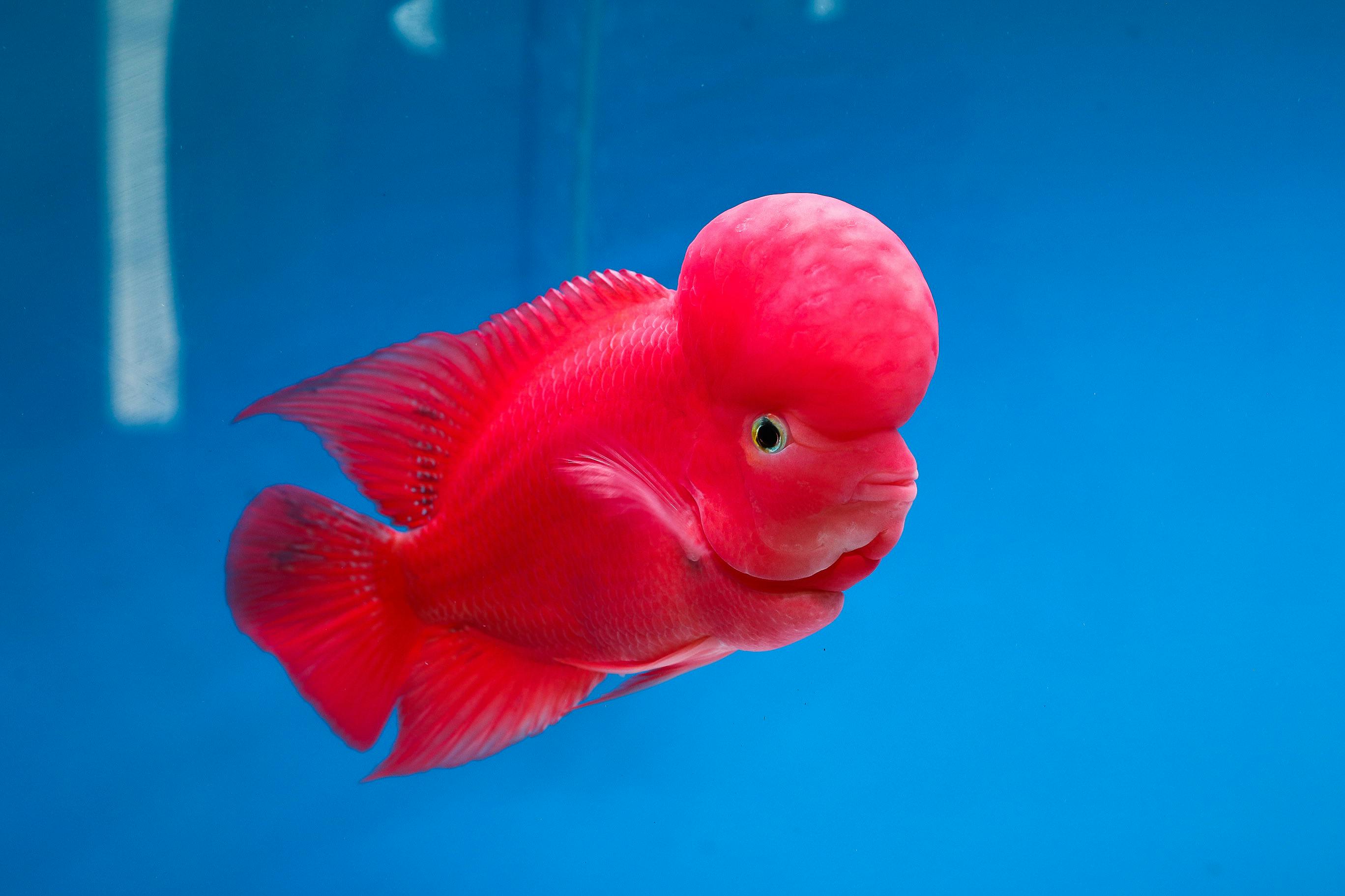 Super Red Monkey Variety of Flowerhorn Cichlid Fish · Free Stock Photo