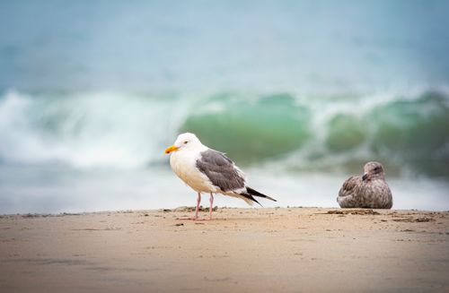 Free Two seagulls resting on a sandy beach with waves in the background, showcasing natural coastal beauty. Stock Photo