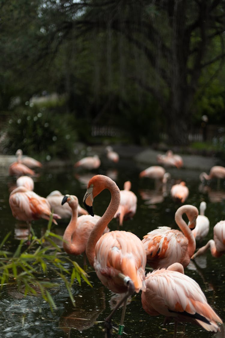 Flamingos In The Park