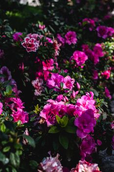 A vibrant display of pink azaleas in a sunlit garden, showcasing nature's beauty.