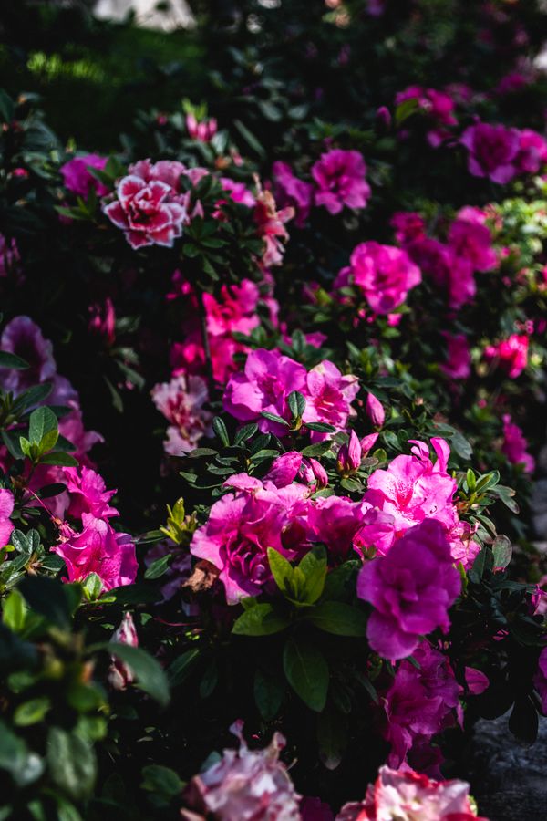 Pink azalea flowers in a sunlit garden