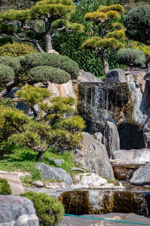 Free Tranquil scene of a waterfall in a Japanese garden surrounded by bonsai trees and rocks. Stock Photo