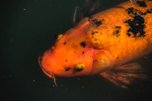 Close-up Photo of a Fish