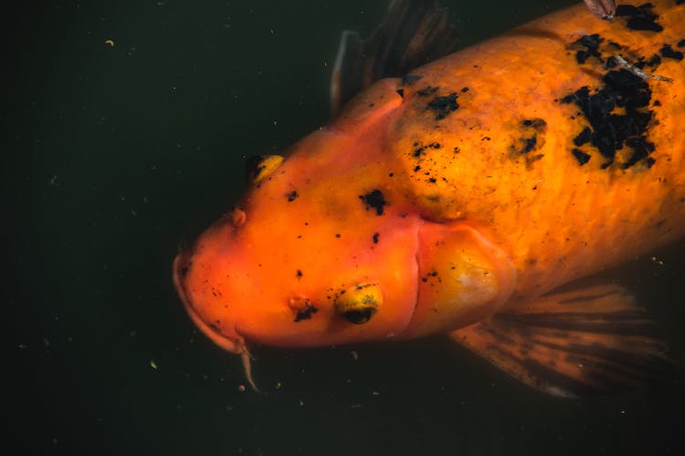 Close-up Photo Of A Fish