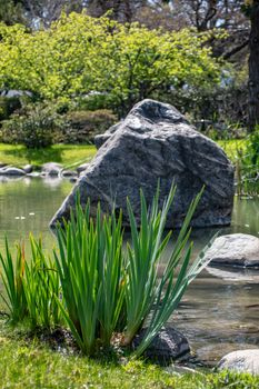 Tranquil pond scene with green plants and a large rock in a nature setting.