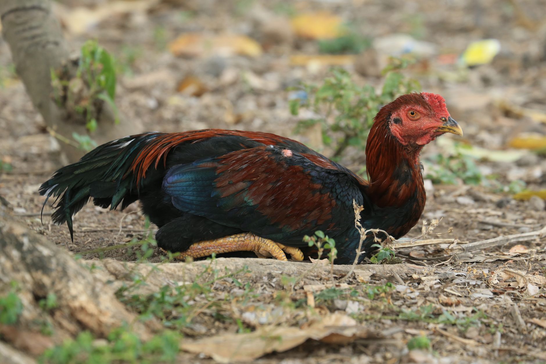 A wounded gamecock standing in a dim rural holding pen, feathers scattered and atmosphere tense