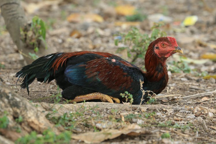 Chicken On The Ground