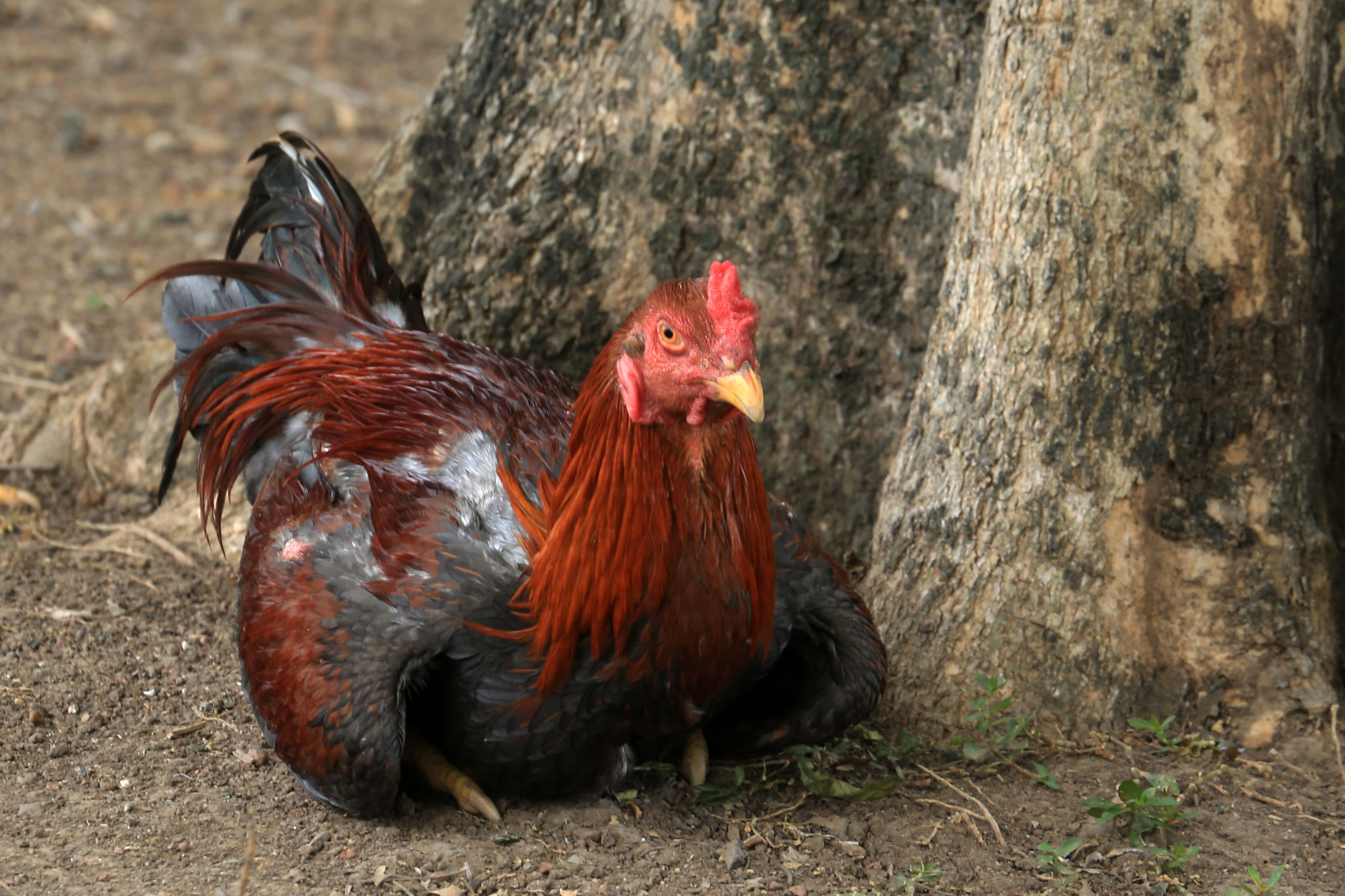 A calm Thai gamecock resting in a clean, shaded enclosure while a caretaker checks its water