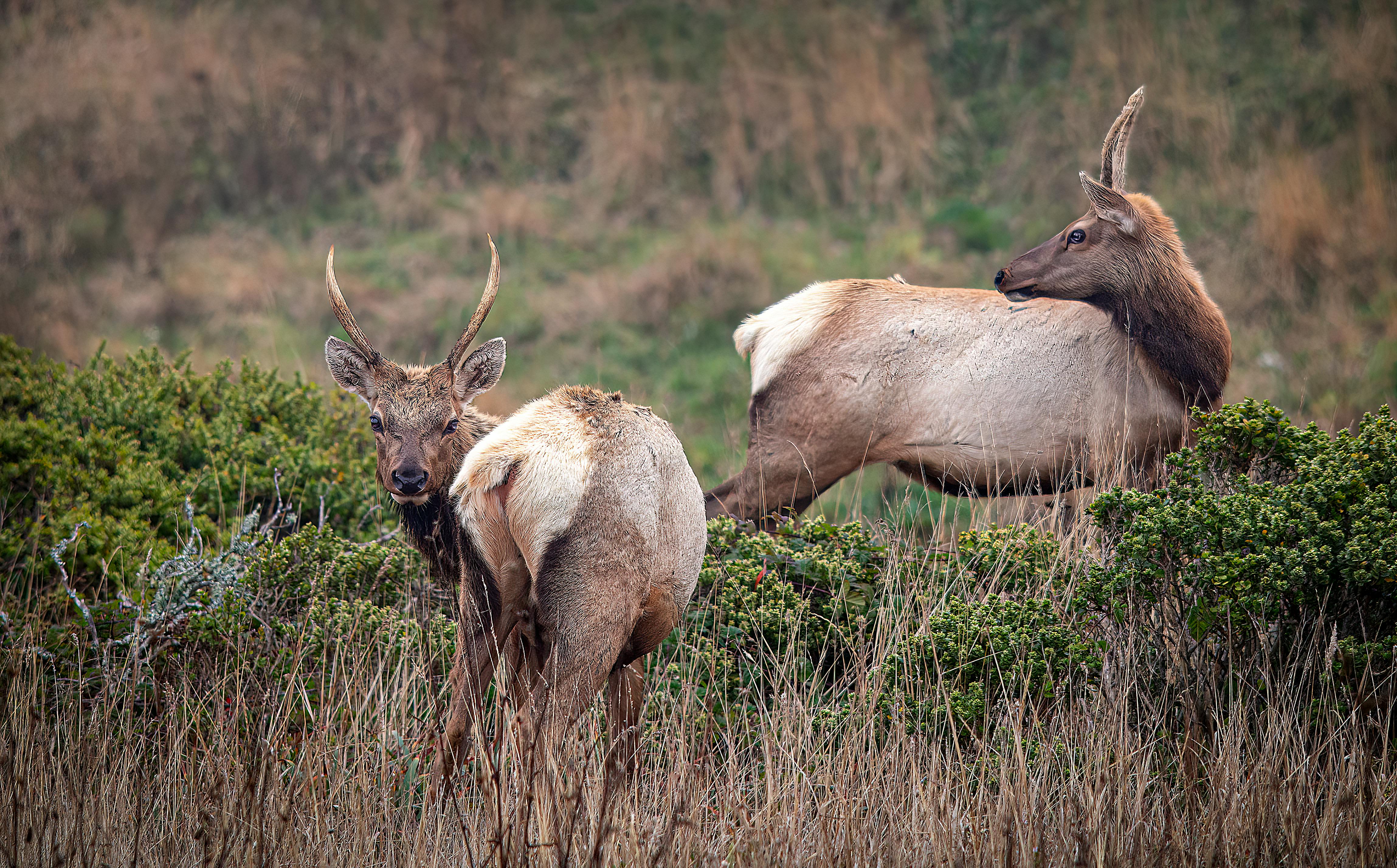 grátis Foto profissional grátis de @exterior, alce, ambiente natural Foto profissional