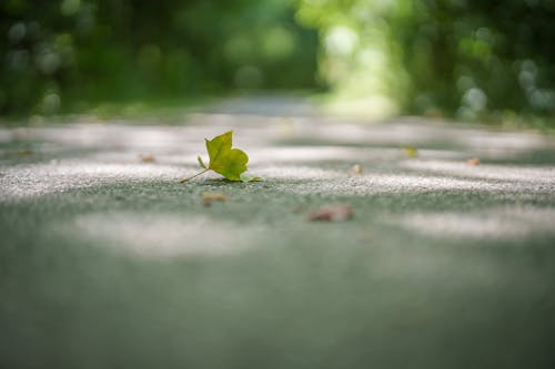 Leaf on a Park Road
