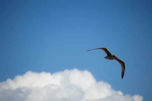 Seagull Flying in the Sky