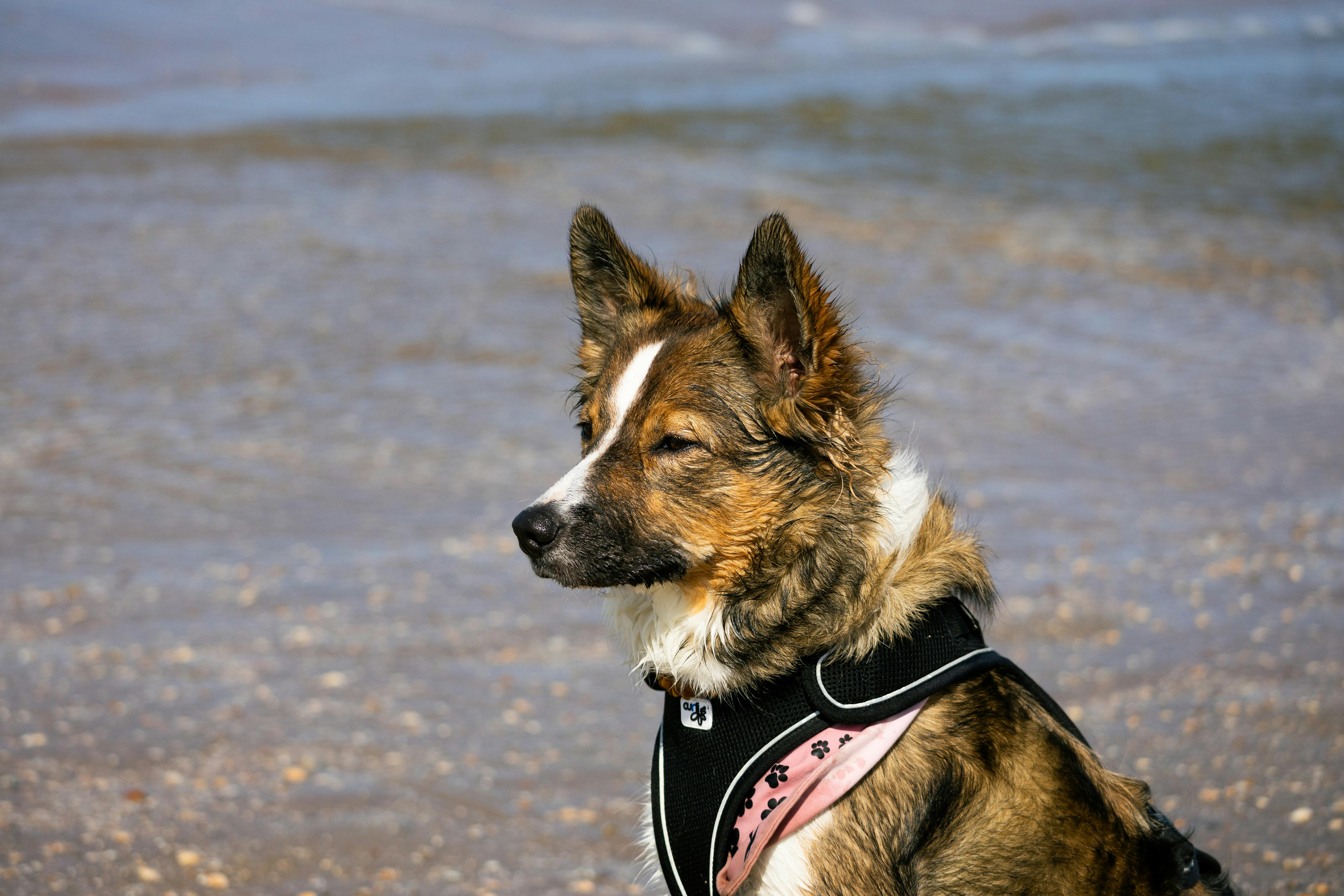 Dog minding sale northern beaches