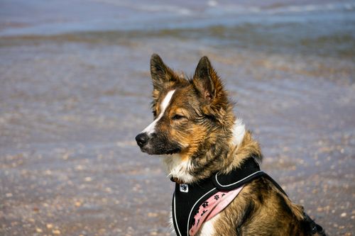 Free A serene dog enjoying the beach, showcasing loyalty and companionship. Stock Photo