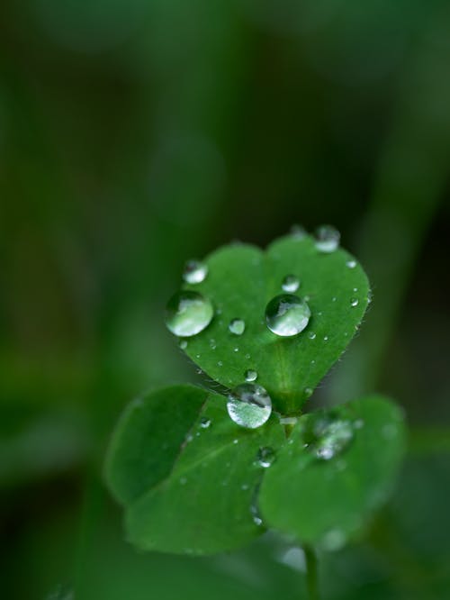 Raindrops on Green Leaves 