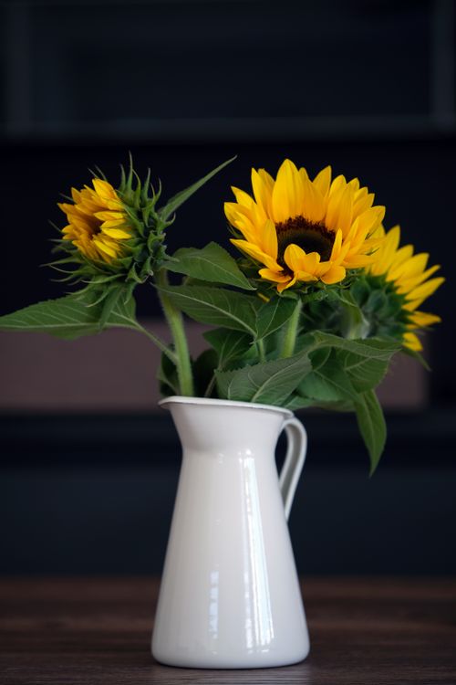 Free A close-up still life of sunflowers in a white porcelain vase against a dark background. Stock Photo