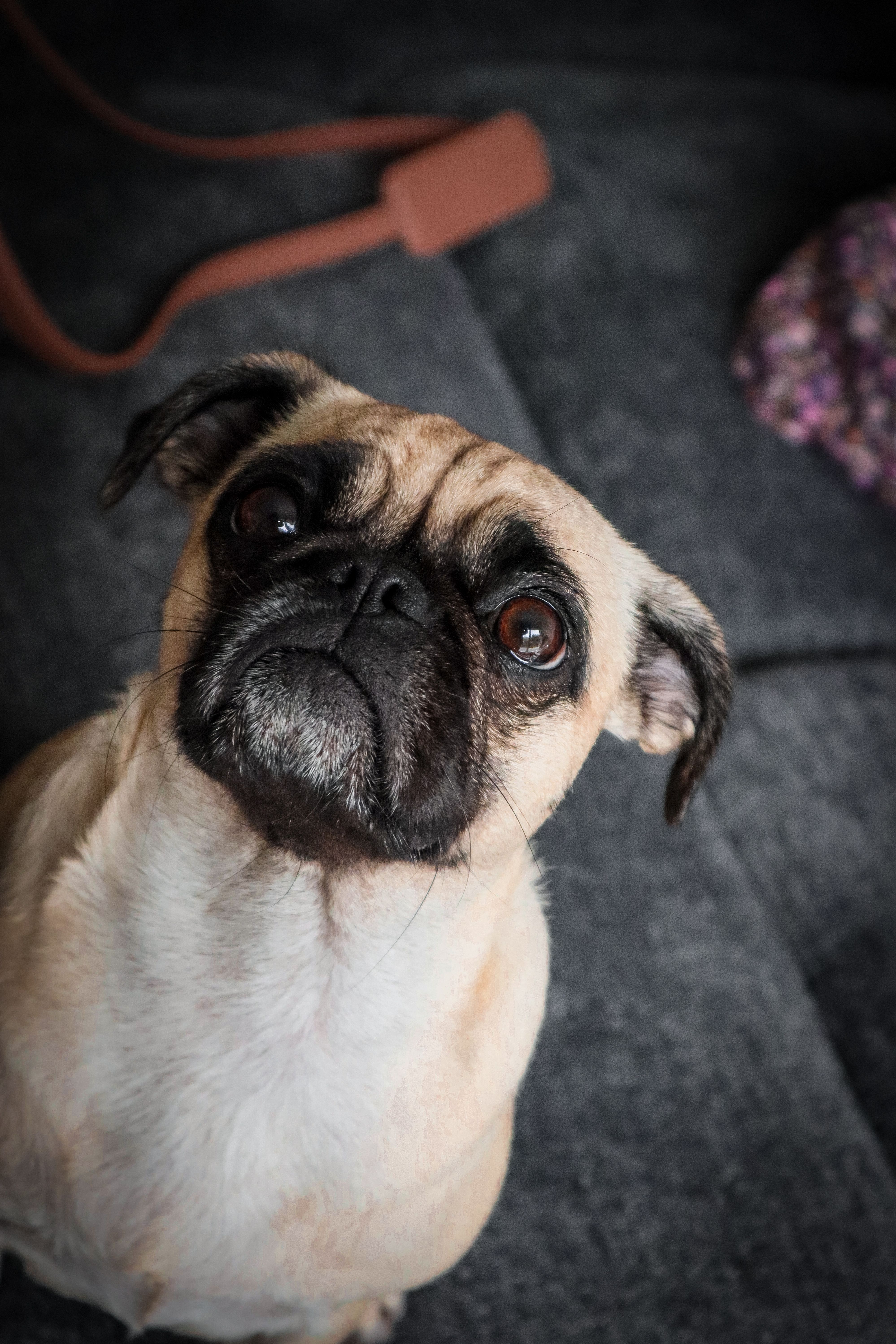 Pug on Sofa · Free Stock Photo