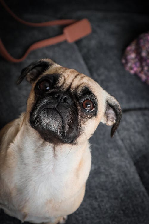 Kostnadsfri bild av djurfotografi, hund, husdjur