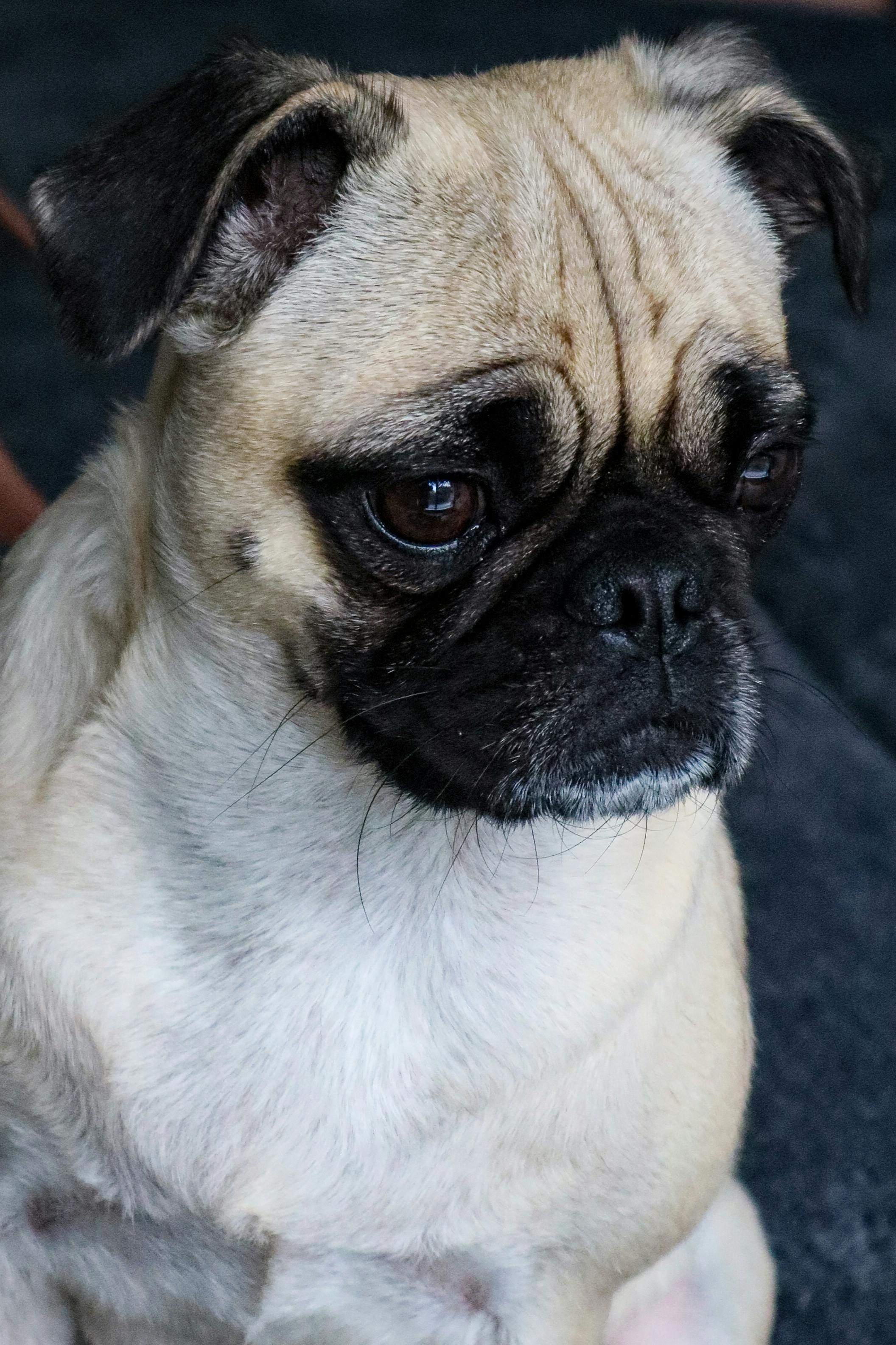 portrait of a cute pug